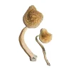 Buy Cuban Cubensis online