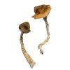 Buy Daddy Long Legs Mushrooms