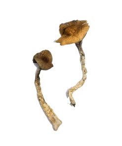 Buy Daddy Long Legs Mushrooms