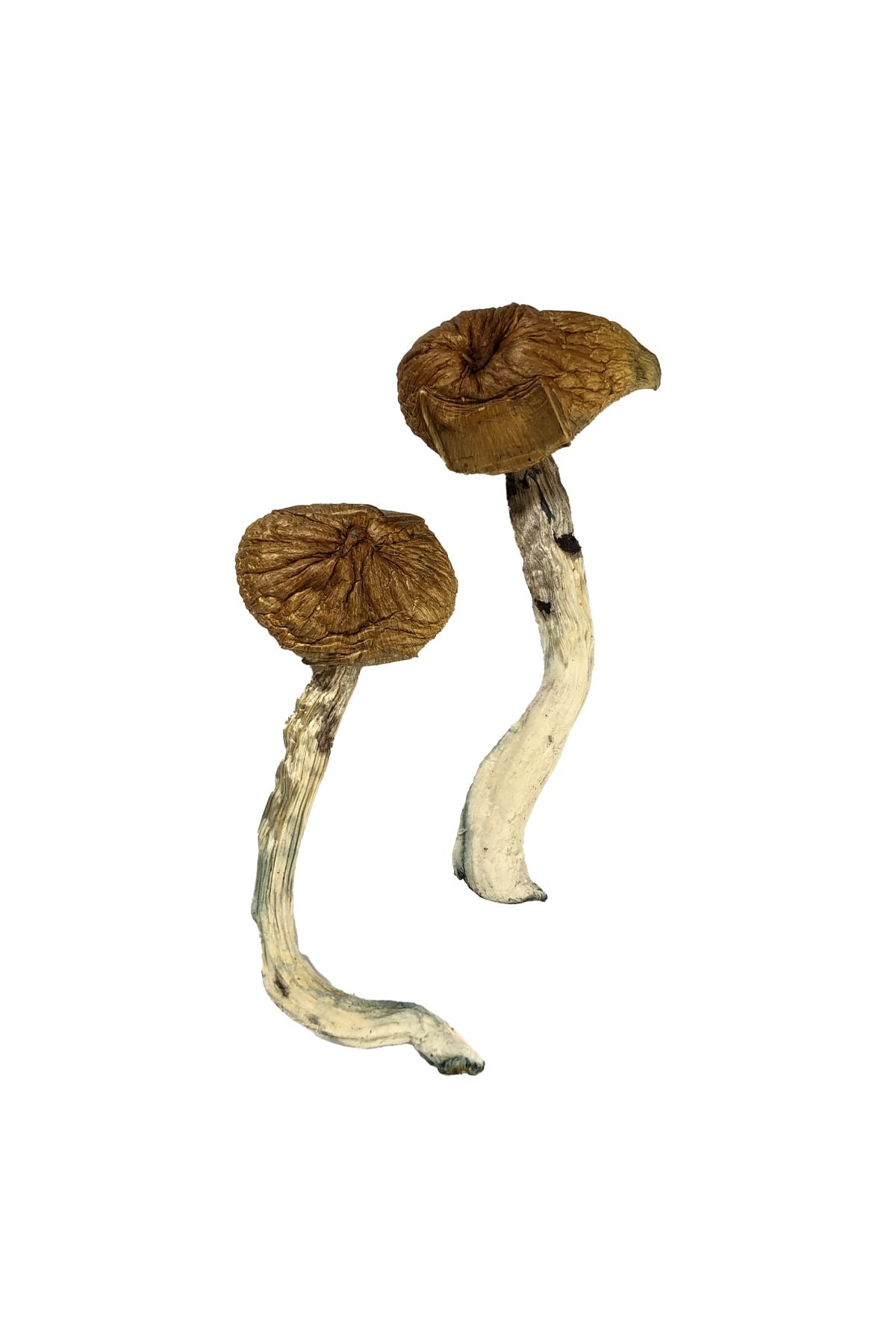 buy Daddy Long Legs Magic Mushrooms Daddy Long Legs Magic Mushrooms