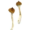 buy Dancing Tiger Mushrooms online