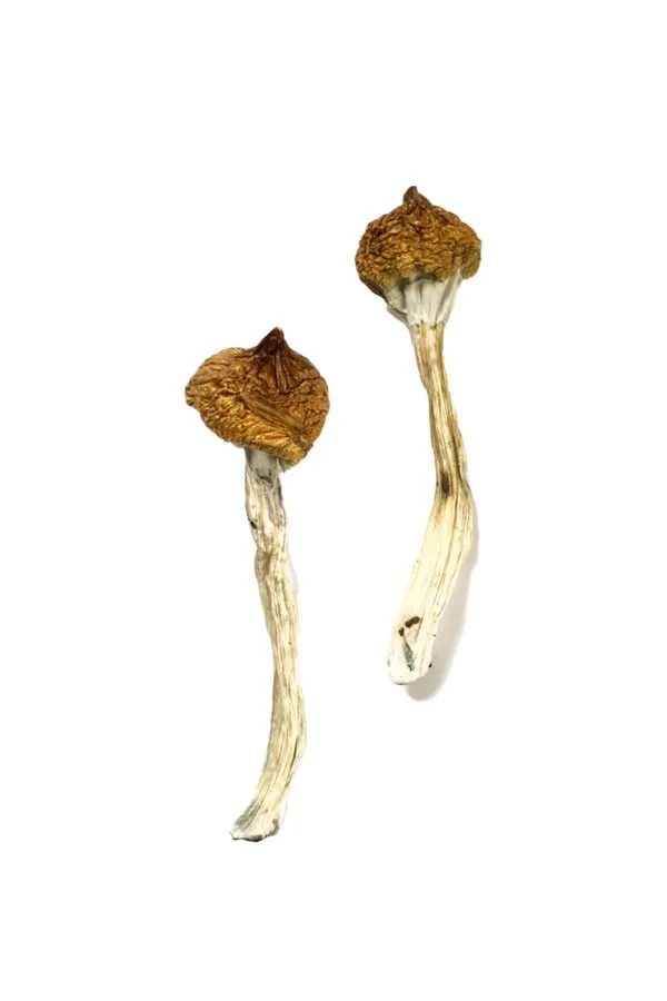 buy Daddy Long Legs Magic Mushrooms buy Dancing Tiger Mushrooms online