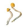 Buy Ecuadorian Magic Mushrooms