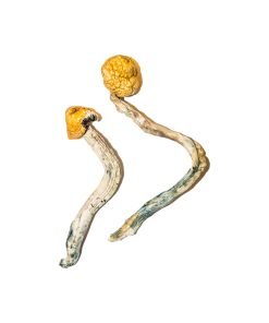 Buy Ecuadorian Magic Mushrooms