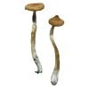 Buy Escondido Mushrooms online