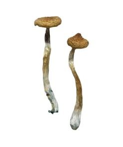 Buy Escondido Mushrooms online