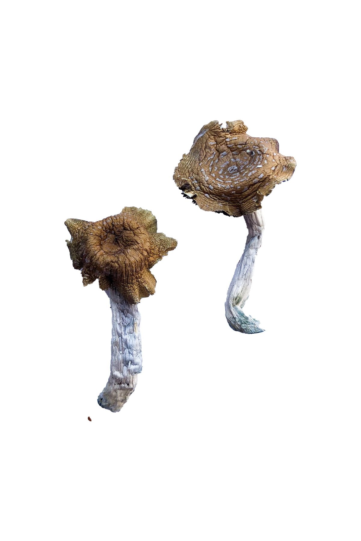 buy Florida White Magic Mushrooms Florida White Magic Mushrooms