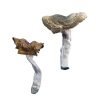Buy Florida White Mushrooms online