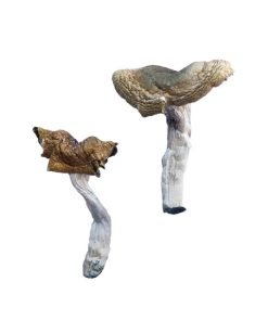 Buy Florida White Mushrooms online