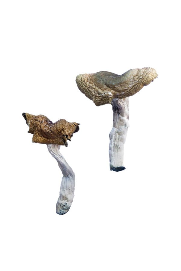 buy Florida White Magic Mushrooms Buy Florida White Mushrooms online