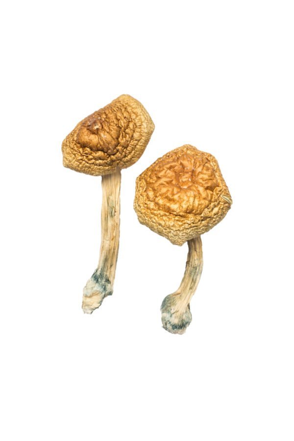 buy Golden Mammoth Magic Mushrooms Golden Mammoth Magic Mushrooms
