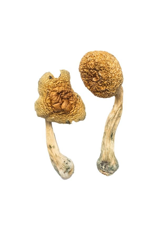 buy Golden Mammoth Magic Mushrooms Buy Golden Mammoth Cubensis online