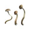 Buy Golden Teacher Special cubensis online