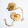Buy Golden Teacher Cubensis online