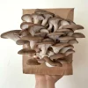 Buy Grey Oyster Mushroom Grow Kit