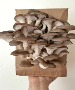Buy Grey Oyster Mushroom Grow Kit