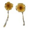 Buy Guadalajara Mexico Mushrooms online