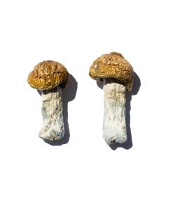 Hero Magic Mushrooms
