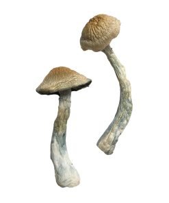 Hero Magic Mushrooms