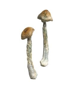 Buy Hill Billy Magic Mushroom online