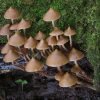 Buy Huautla Mushroom Grow Kit