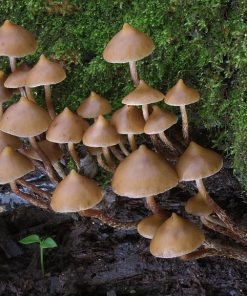 Buy Huautla Mushroom Grow Kit