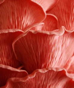Pink Oyster Mushrooms