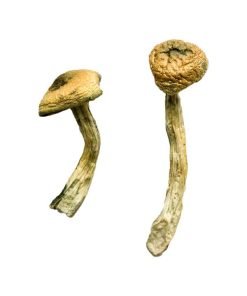 Buy Jerry Garcia Magic Mushroom online