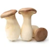 Buy King Trumpet Mushrooms-Bend