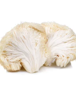 Lion's Mane Powder