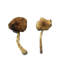 Lizard King Magic Mushroom