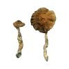 Lizard King Magic Mushroom