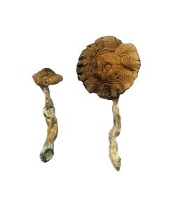 Lizard King Magic Mushroom