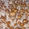 Buy Mazatapec Cubensis - Bend