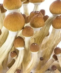 Mushroom Grow Kit Ecuador - Oregon