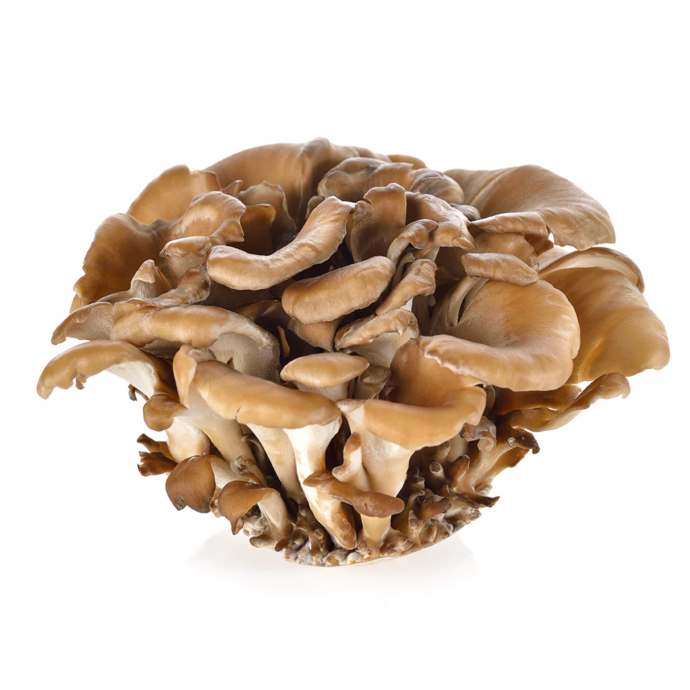 Maitake Mushroom Powder Organic Maitake Mushroom Powder