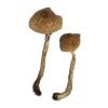 Malabar Magic Mushroom