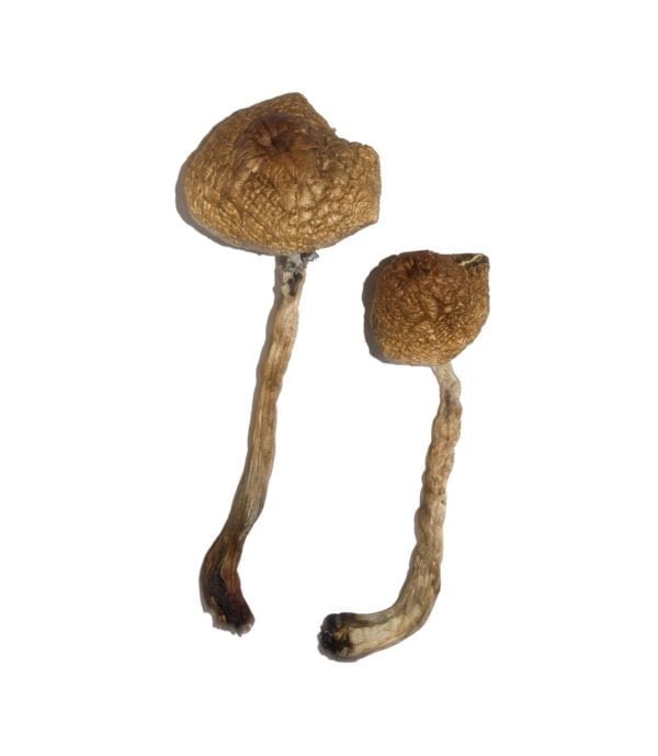 buy Malabar Magic Mushroom Malabar Magic Mushroom