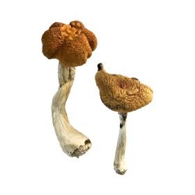 Malaysian Magic Mushroom