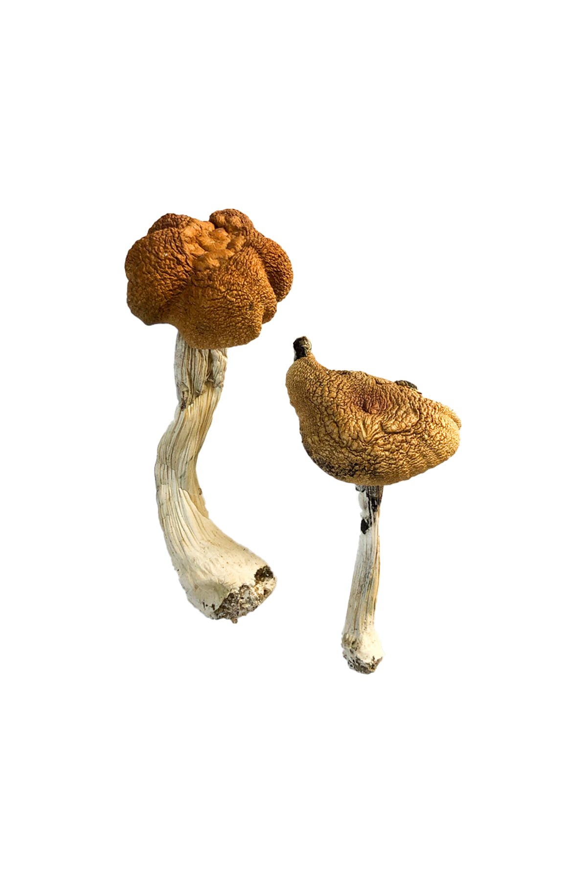 buy Malaysian Magic Mushroom Malaysian Magic Mushroom