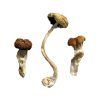 Malaysian Magic Mushroom