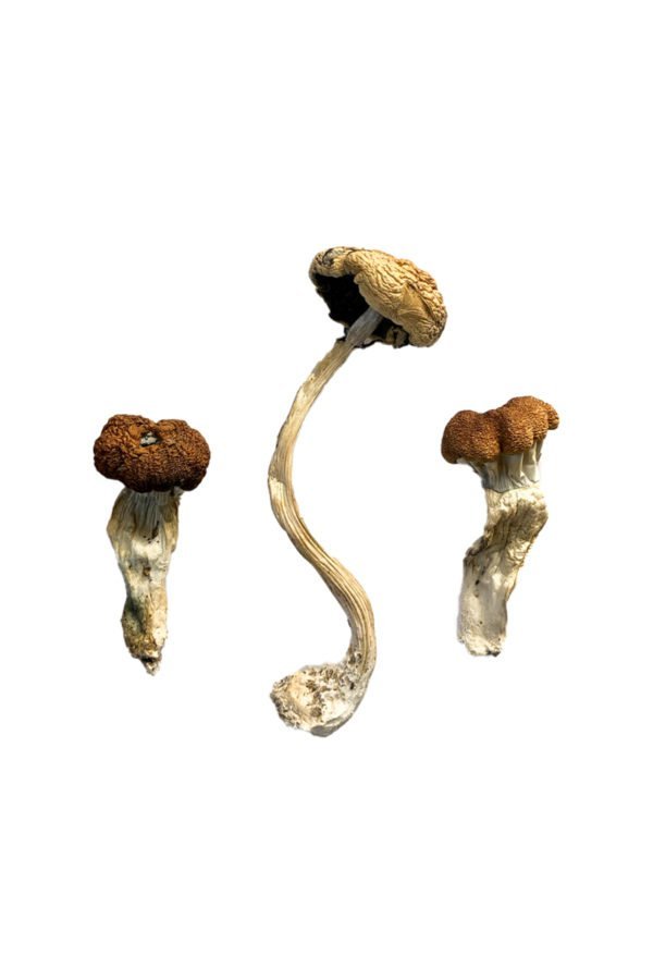 buy Malaysian Magic Mushroom Malaysian Magic Mushroom