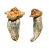 Melmac Penis Envy Magic Mushroom
