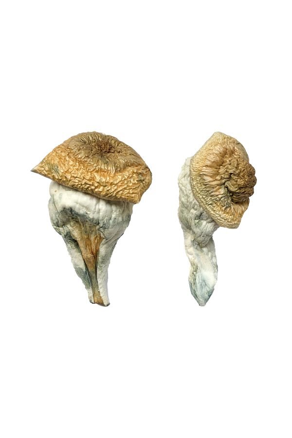 buy Mystery Fates Magic Mushroom Mystery Fates Magic Mushroom