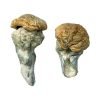 Buy Mystery Fates Magic Mushroom