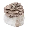 Buy Organic Italian Oyster Mushroom Grow Kit Fruiting