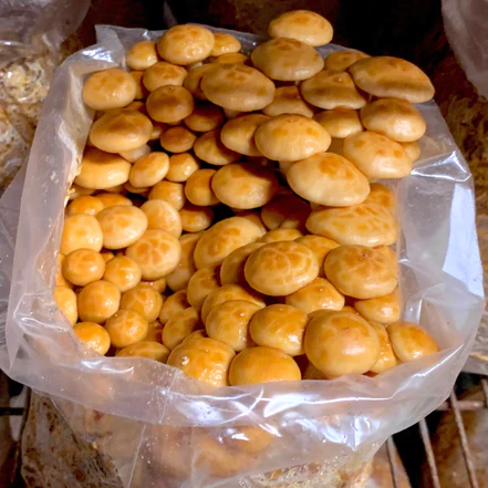 Organic Nameko Mushroom Grow Kit Organic Nameko Mushroom Grow
