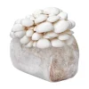 Buy Organic Snow Oyster Mushroom Grow Kit
