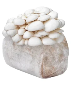 Buy Organic Snow Oyster Mushroom Grow Kit