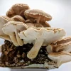 Buy Easy Mushroom Grow Kit - Bend